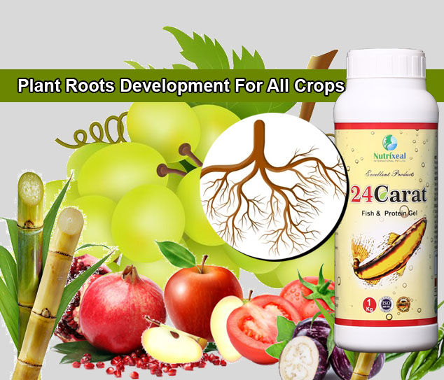 24carat-plant-root-development-for-all-plants-nutrixeal copy