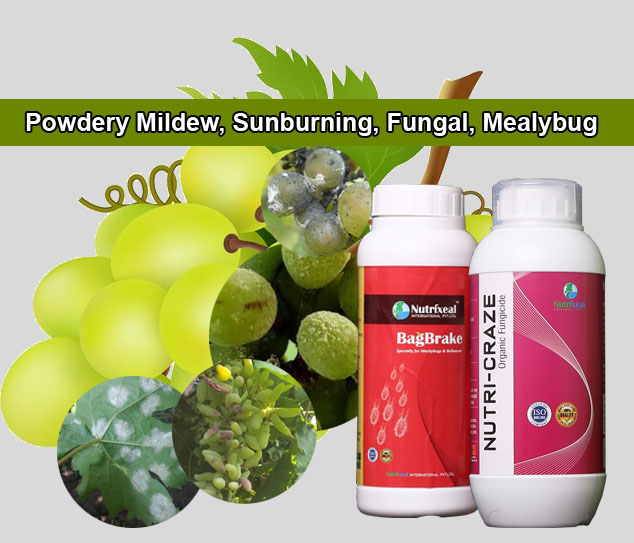 control-powdery-mildew-mealybug-sunburning-in-grapes-bagbrake-nutri-craze-nutrixeal copy