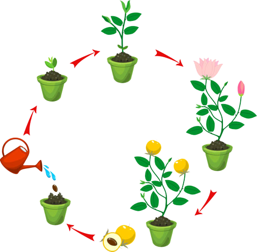 fruit-and-flowering-development-nutrixeal-1.png