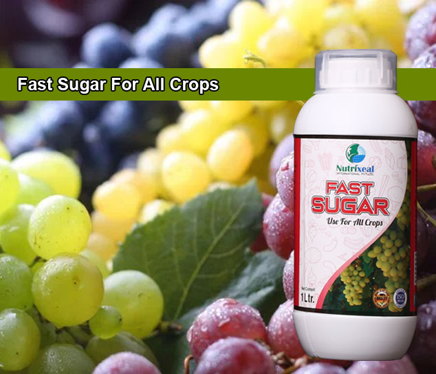 increase-fast-sugar-in-grapes-fast-sugar-nutrixeal copy