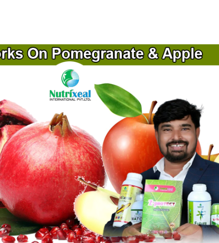 works-on-apple-and-pomegranate-fruits-agriculture-development-nutrixeal
