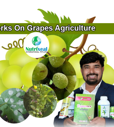 works-on-grapes-agricultrure-development-nutrixeal